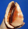 5-1/4 inches Red Cameo Shell for Sale, Cypraecassis rufa - Buy this one for $14.99