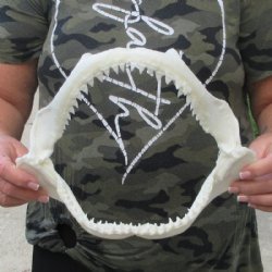 Genuine Bull Shark ...