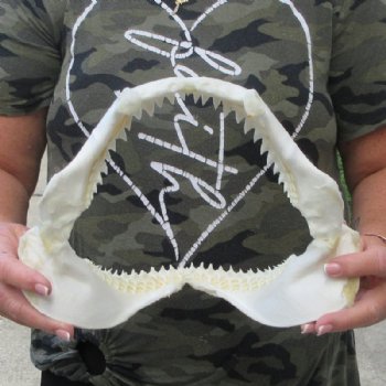 Genuine Bull Shark Jaw (Carcharhinus leucas) 11" L - Buy this for $99.99