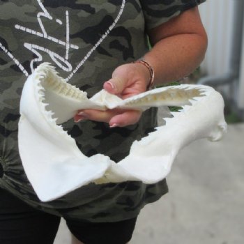 Genuine Bull Shark Jaw (Carcharhinus leucas) 11" L - Buy this for $99.99