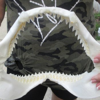 Genuine Bull Shark Jaw (Carcharhinus leucas) 11" L - Buy this for $99.99