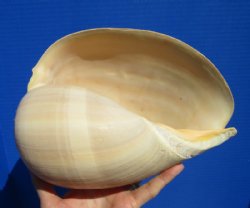 9 inches  Crowned Baler Melon Shell for Sale, Melo Aethiopica - Buy this one for $12.99