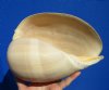 9 inches  Crowned Baler Melon Shell for Sale, Melo Aethiopica - Buy this one for $12.99