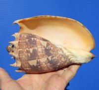 5-3/4 inches Authentic Imperial Volute Shell from the Pacific Ocean - Buy this one for $12.99