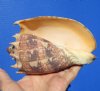 5-3/4 inches Authentic Imperial Volute Shell from the Pacific Ocean - Buy this one for $12.99