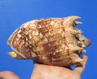 5-3/4 inches Authentic Imperial Volute Shell from the Pacific Ocean - Buy this one for $12.99