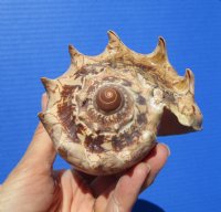 5-3/4 inches Authentic Imperial Volute Shell from the Pacific Ocean - Buy this one for $12.99