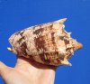 5-7/8 inches<font color=red> Gorgeous</font> Imperial Volute Shell for Sale, Aulica imperialis - Buy this one for $12.99