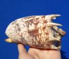 5-3/4 inches Authentic Imperial Volute Shell for Sale from the Pacific Ocean - Buy this one for $12.99
