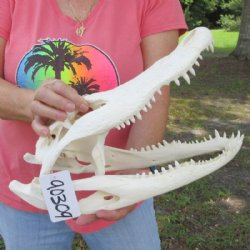 15 inches Large Florida Alligator Skull, Beetle Cleaned - Buy this for $149.99