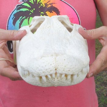 15 inches Large Florida Alligator Skull, Beetle Cleaned - Buy this for $149.99