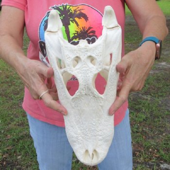 15 inches Large Florida Alligator Skull, Beetle Cleaned - Buy this for $149.99
