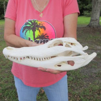 15 inches Large Florida Alligator Skull, Beetle Cleaned - Buy this for $149.99