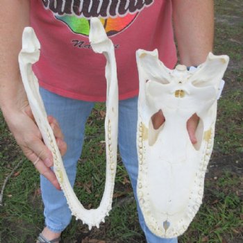 15 inches Large Florida Alligator Skull, Beetle Cleaned - Buy this for $149.99