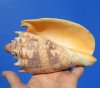 5-7/8 inches Imperial Volute Shell for Sale from the Pacific Ocean - Buy this one for $12.99
