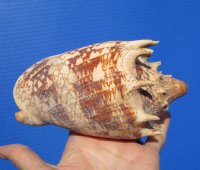 5-7/8 inches Imperial Volute Shell for Sale from the Pacific Ocean - Buy this one for $12.99