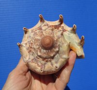 5-7/8 inches Imperial Volute Shell for Sale from the Pacific Ocean - Buy this one for $12.99