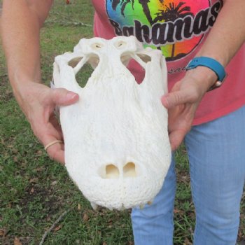 16-1/2 inches Large Florida Alligator Skull, Beetle Cleaned - Buy this one for $164.99