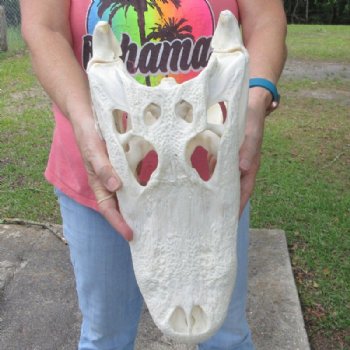 16-1/2 inches Large Florida Alligator Skull, Beetle Cleaned - Buy this one for $164.99