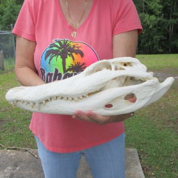 16-1/2 inches Large Florida Alligator Skull, Beetle Cleaned - Buy this one for $164.99