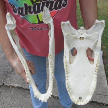 16-1/2 inches Large Florida Alligator Skull, Beetle Cleaned - Buy this one for $164.99
