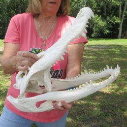 19 inches <font color=red>Extra Large</font> Florida Alligator Skull for Sale, Beetle Cleaned for $274.99