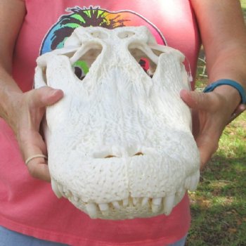 19 inches <font color=red>Extra Large</font> Florida Alligator Skull for Sale, Beetle Cleaned for $274.99