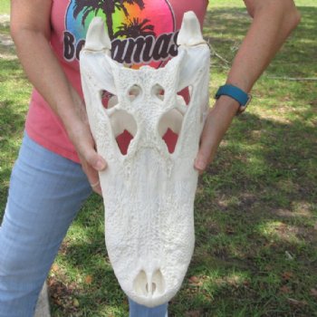 19 inches <font color=red>Extra Large</font> Florida Alligator Skull for Sale, Beetle Cleaned for $274.99