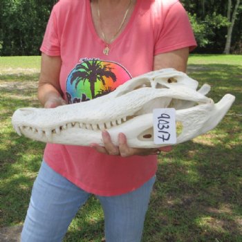 19 inches <font color=red>Extra Large</font> Florida Alligator Skull for Sale, Beetle Cleaned for $274.99