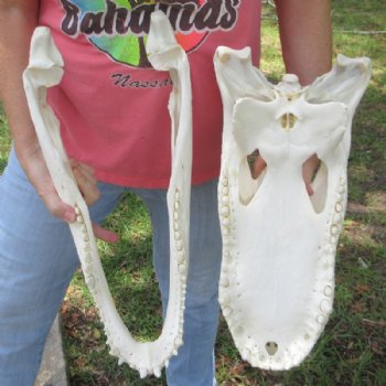 19 inches <font color=red>Extra Large</font> Florida Alligator Skull for Sale, Beetle Cleaned for $274.99