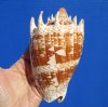 5-1/2 inches <font color=red> Beautiful</font> Real Imperial Volute Shell for Sale  - Buy this one for $12.99