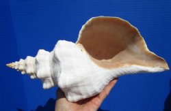 13 inches Beautiful Extra Large Horse Conch Shell for Sale - Buy this one for $49.99