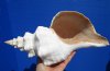 13 inches Beautiful Extra Large Horse Conch Shell for Sale - Buy this one for $49.99