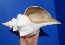 11-1/2 inches Horse Conch Shell for Sale, Official State Seashell of Florida - Buy this one for $29.99