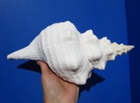 11-1/2 inches Horse Conch Shell for Sale, Official State Seashell of Florida - Buy this one for $29.99