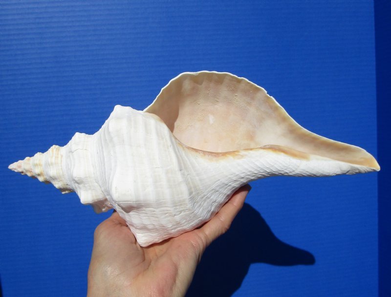 Horse Conch Shells