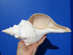 11-1/2 inches Horse Conch Shell, Official State Seashell of Florida - Buy this one for $29.99