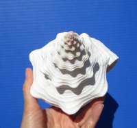 11-1/2 inches Horse Conch Shell, Official State Seashell of Florida - Buy this one for $29.99