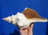 11-1/2 inches Real Horse Conch Shell, the Official State Seashell of Florida - Buy this one for $29.99