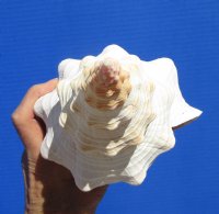 11-1/2 inches Real Horse Conch Shell, the Official State Seashell of Florida - Buy this one for $29.99
