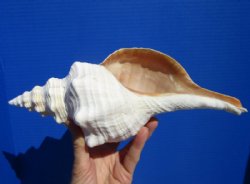 11-1/4 inches Horse Conch Shell for Sale - Buy this one for $29.99