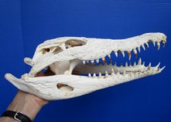 14 inches  African Nile Crocodile Skull (CITES 263852) for $300.00 (Delivery Signature Required)