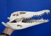 14 inches <font color=red> Good Condition</font> African Nile Crocodile Skull for Sale (CITES 263852) - Buy this one for $300.00 (Ships UPS Signature Required)