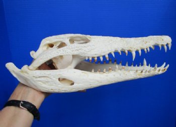 13-1/4 inches Authentic African Nile Crocodile Skull (CITES Permit #263852) for $189.99 <font color=red> Sale</font>