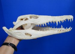 13-1/4 inches Authentic African Nile Crocodile Skull (CITES Permit #263852) for $189.99 <font color=red> Sale</font>