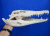 13-1/4 inches <font color=red> Good Condition</font> Authentic African Nile Crocodile Skull for Sale (CITES Permit #263852) - Buy this one for $265.00