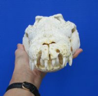 13-1/4 inches Authentic African Nile Crocodile Skull (CITES Permit #263852) for $189.99 <font color=red> Sale</font>