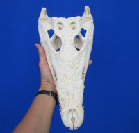 13-1/4 inches Authentic African Nile Crocodile Skull (CITES Permit #263852) for $189.99 <font color=red> Sale</font>