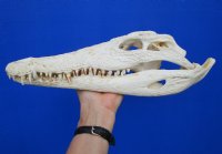 13-1/4 inches Authentic African Nile Crocodile Skull (CITES Permit #263852) for $189.99 <font color=red> Sale</font>
