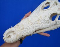 13-1/4 inches Authentic African Nile Crocodile Skull (CITES Permit #263852) for $189.99 <font color=red> Sale</font>